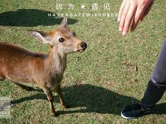 -奈良公园