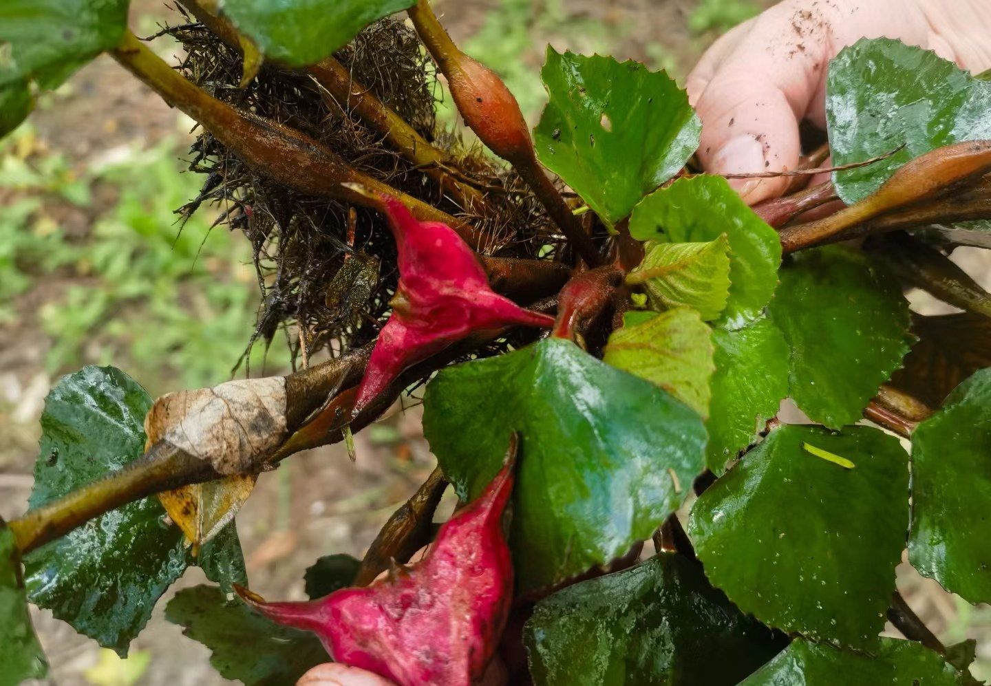 红菱上市的季节到了,菜市场里新鲜的红菱来了