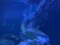 -太平洋海底世界