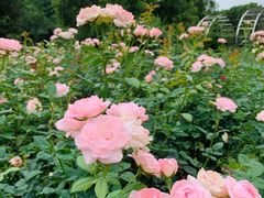 -人民公园(罗湖区)