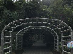 -瑞丽独树成林风景区