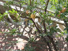 -羊门客在·烤盐池滩羊·川菜