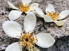 -火炉山森林公园