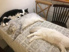 -猫友咖啡店(玉林西路店)