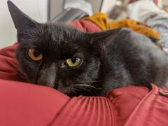 -嘉馨宠物医院·CT影像转诊·心脏科·犬猫全科诊疗中心(下沙大学城院区)