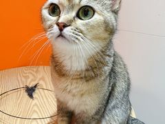 -三花喵·撸猫购宠·宠物生活馆(虹桥南丰城店)