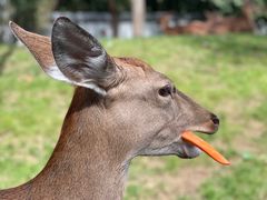 -北京野生动物园