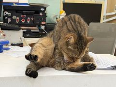 -纳吉亚猫专科动物医院博雅分院