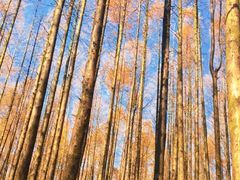 -山王坪喀斯特国家生态公园
