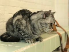 -有猫主题·治愈系猫咖(曾厝垵店)