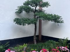 -上海醉白池公园