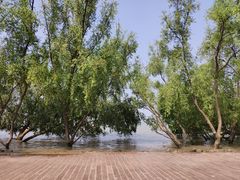 -宝安西湾红树林湿地公园