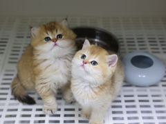 -lincat·猫舍(广州店)