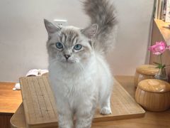 -有猫主题·治愈系猫咖(曾厝垵店)