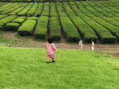 -雪绿茶博物馆
