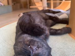 -CAT’S MEWSTAR CAFE·喵星球猫屋(晴湾咖啡店)