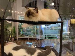 -有猫主题·治愈系猫咖(曾厝垵店)