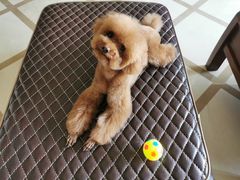 -佳雯宠物医院(金华南路分院)