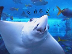 -亚特兰蒂斯水世界冒险乐园