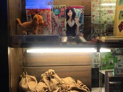 -金龙咖喱