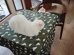 -有猫主题·治愈系猫咖(曾厝垵店)