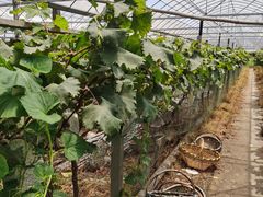 -马陆小张葡萄园农家乐