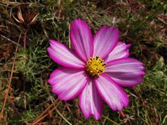 -洋湖国家湿地公园