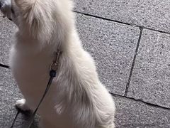 -爱侣宠医·鹦鹉专科·小型哺乳类·异宠专科(灵石路店)