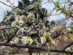 -广东花都湖国家湿地公园