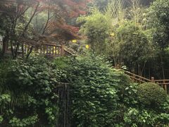 -十八棵（老龙井）御茶园(老龙井店)