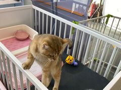 -萌兽医馆·眼科·异宠专科(三里屯店)