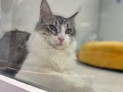 -1013 PET SHOP精品宠物商店(丁香店)