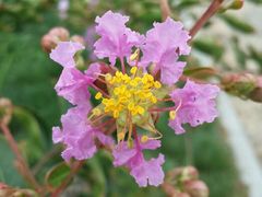 android_upload_pic-郑州植物园