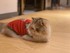 -猫大福·Fortune Cat猫舍(百子湾店)