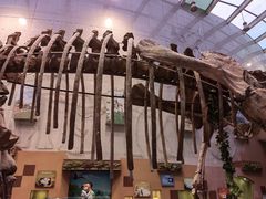 -陕西自然博物馆