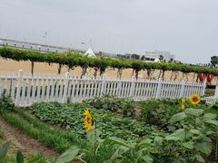 -碧海金沙