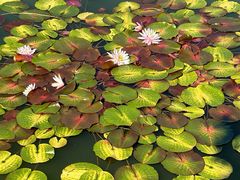 -国家植物园南园