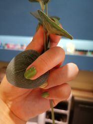 -蜜丝卡伦美甲美睫连锁