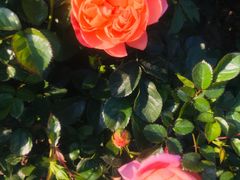 -人民公园(罗湖区)