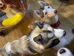 -Husky Go! 哈士奇体验馆·宠物咖啡厅狗咖