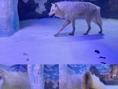 -海合安成都极地海洋公园