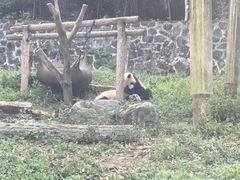 -都江堰中华大熊猫苑