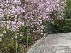 -南宁良凤江国家森林公园