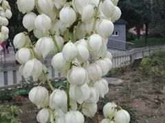 -丰台花园