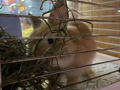 -宠物兔专门店(天丰利市场店)