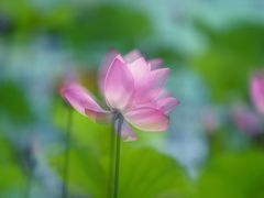 -北京麋鹿生态实验中心