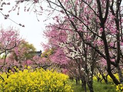 -南汇桃花村