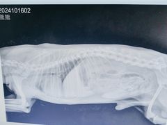 -汪喵宠物医院·骨科心脏影像·犬猫急重症ICU诊疗中心(成华分院)