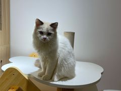 -猫域·湾主题猫咖·宠物吧(南坪城市广场店)