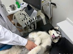 -达爱动物医院·犬猫分区·CT·复杂眼科(远洋山水分院)